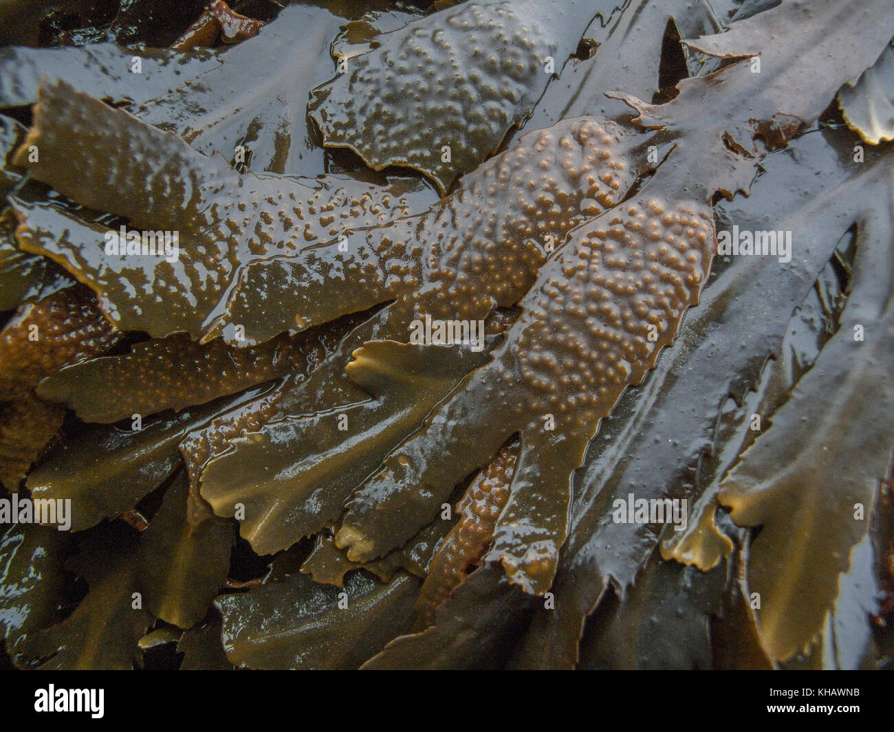 Wedel spitzen Der meeresalge Fucus serratus - Verschiedene genannt Gezackte Zahnstange, Zahnstange, sah Rack. Stockfoto