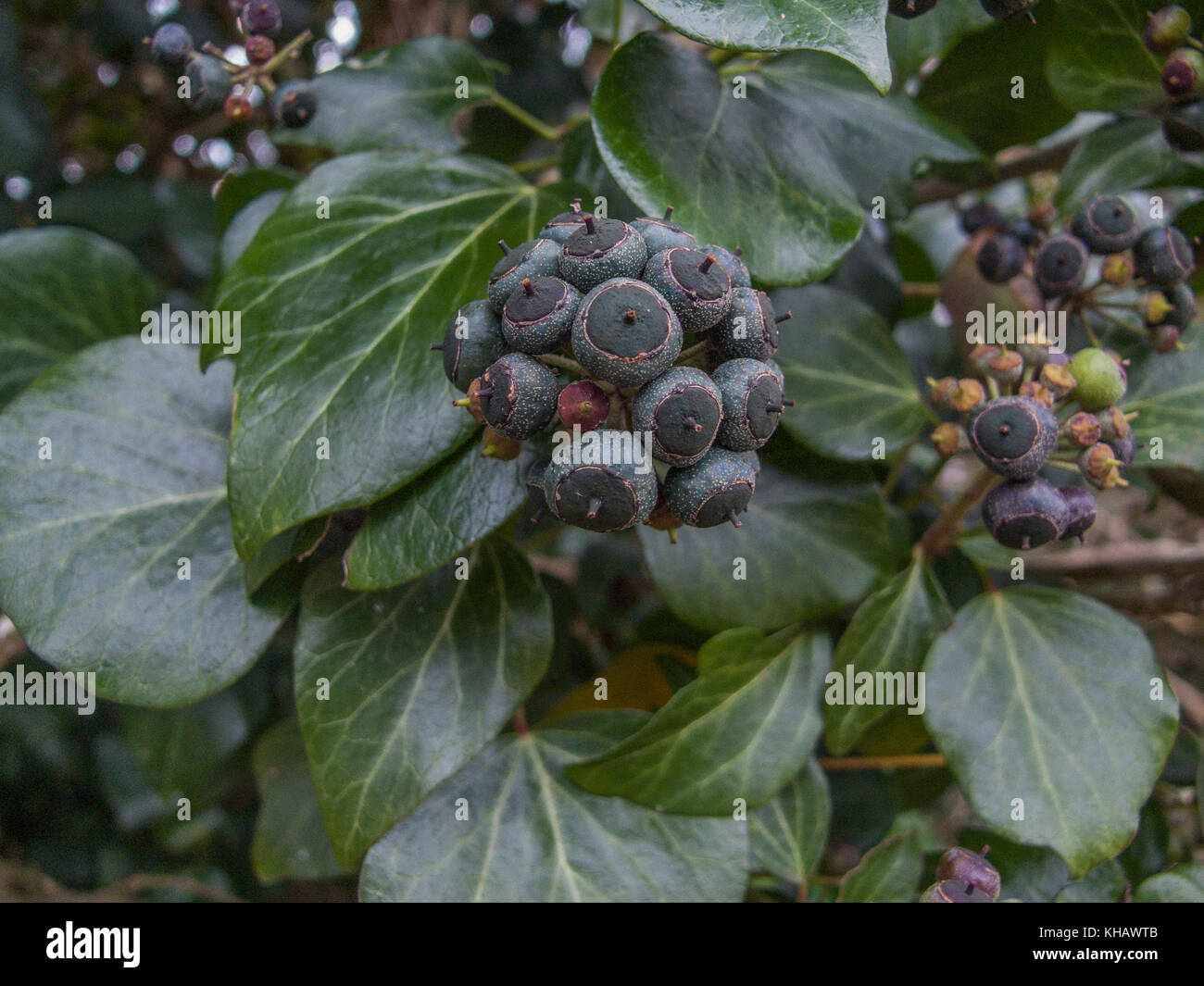Nahaufnahme der violett-schwarze Beeren der Gemeinsamen Efeu / Hedera helix. Stockfoto