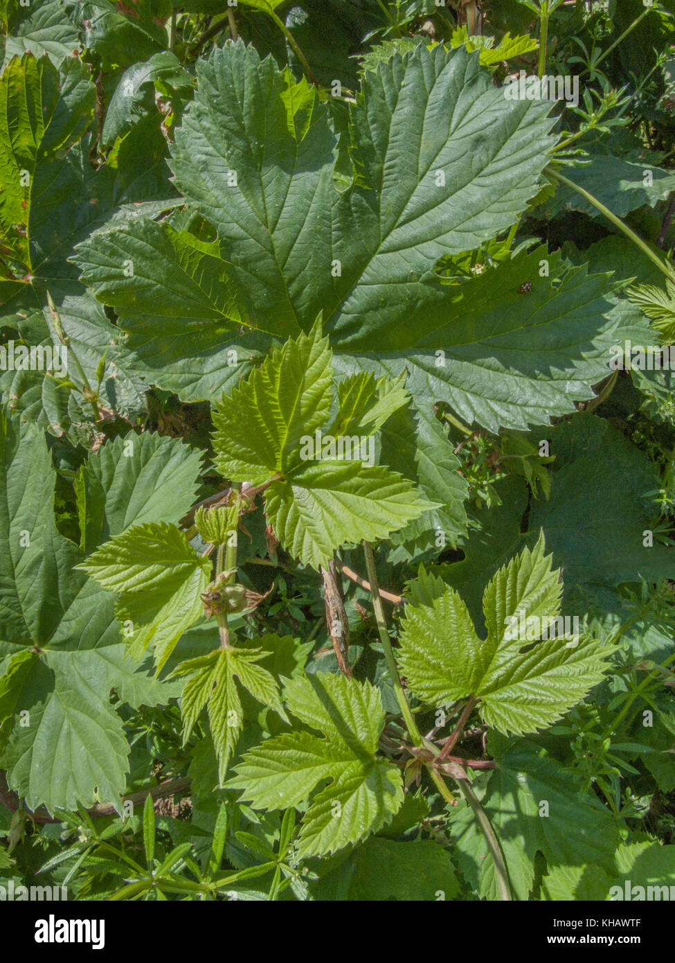 Young-ish Blätter auf einem Hop Weinstock/Humulus lupulus. Einmal als Heilpflanze in pflanzliche Heilmittel verwendet, sowie die besser bekannten Verwendung in Bier. Stockfoto