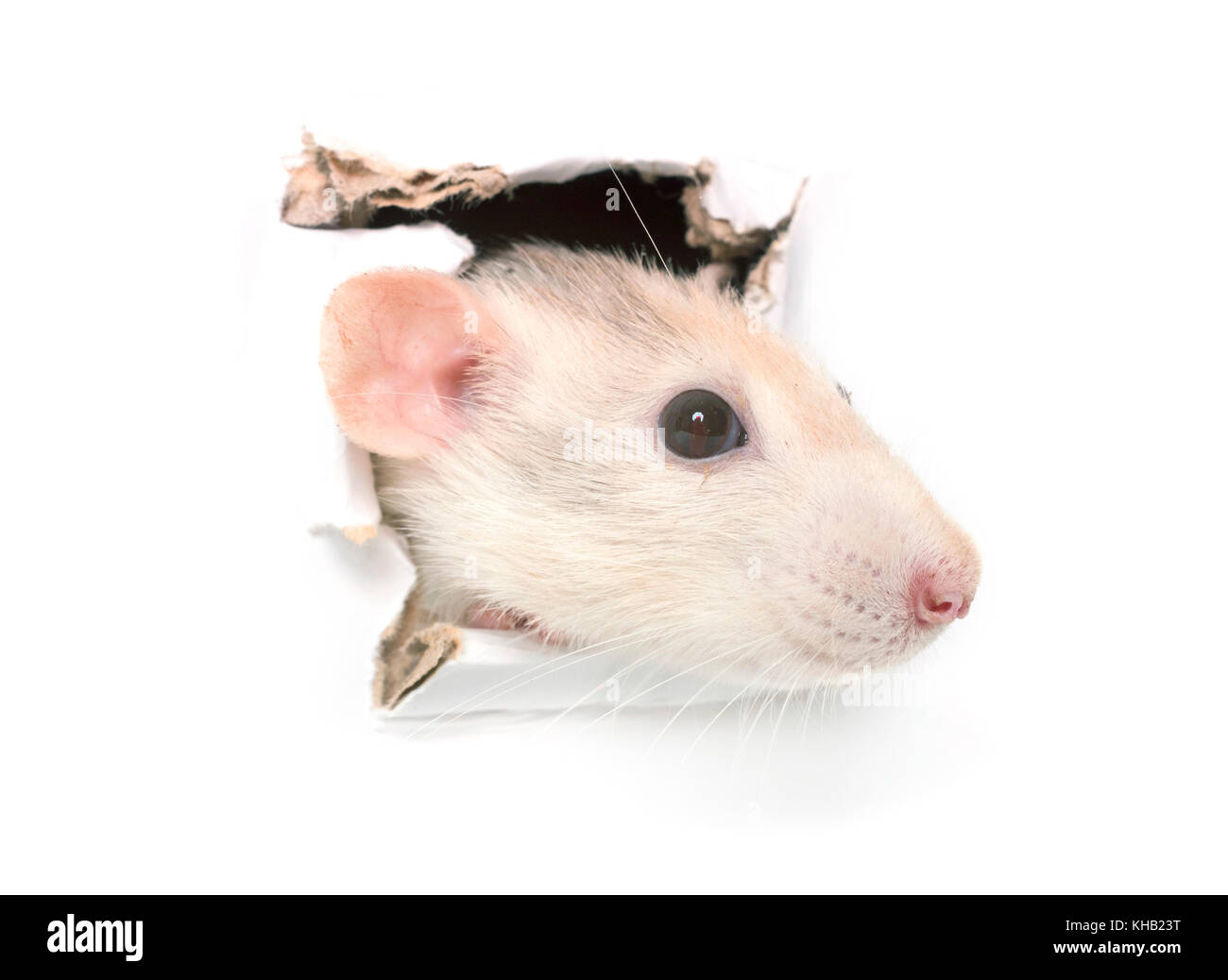 Ratte in Papier Seite zerrissen Loch isoliert Stockfoto