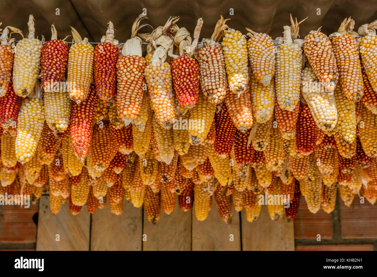 Hühneraugen Getreideernte Trocknung Caldas in Kolumbien Südamerika Stockfoto