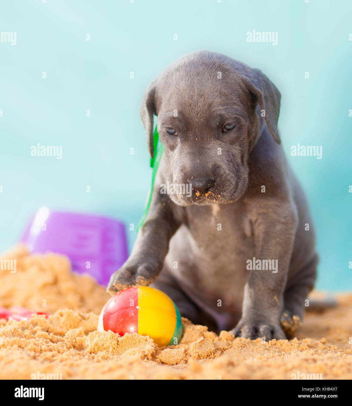 Reinrassige blaue Deutsche Dogge Welpe bewachen einen Ball auf dem Sand Stockfoto