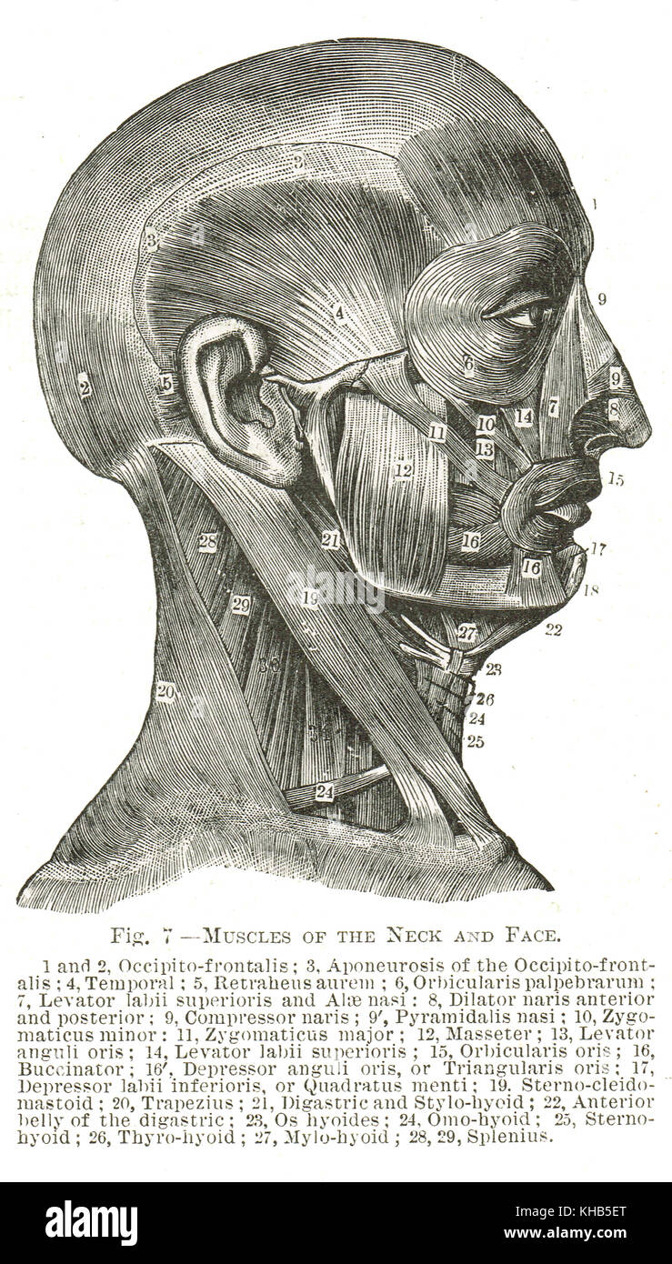 Muskel des Gesichts und Halses, Illustration des 19. Jahrhunderts Stockfoto