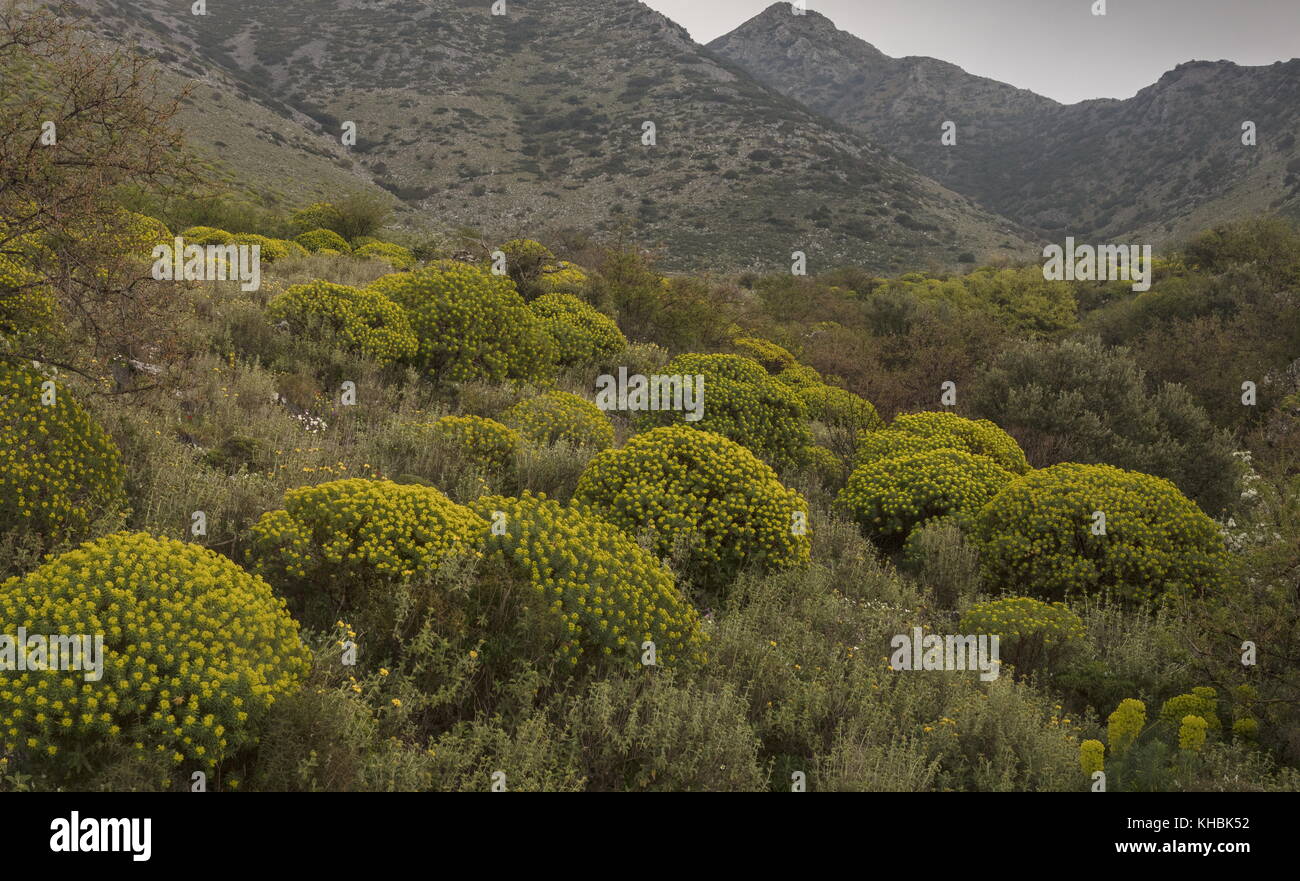 Frühling Blumen in der Mani Halbinsel, dominiert von Baum Wolfsmilch, Euphorbia dendroides; Halbinsel Mani, Peloponnes, Griechenland. Stockfoto