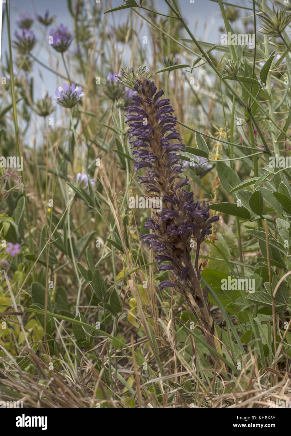 Lavendel lavandulacea Bromrape, Orobanche, parasitäre auf pitch Kleeblatt, Peloponnes, Griechenland. Stockfoto