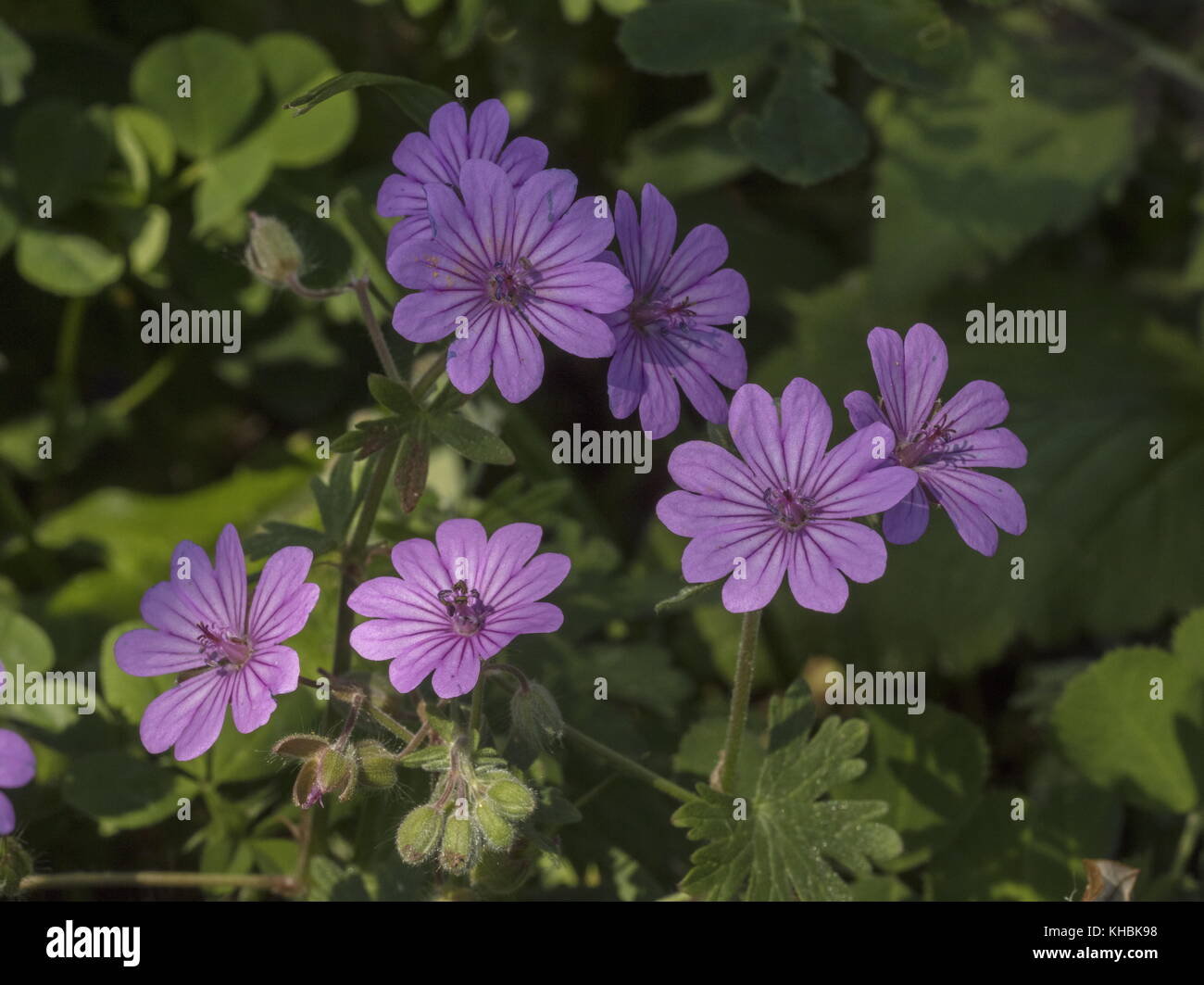 Dove's-foot Crane's-Bill, Geranium Molle, in Form vorher bekannt als Geranium brutium; Mani, Peloponnes, Griechenland. Stockfoto