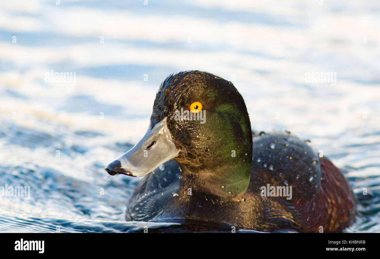 Neuseeland Scaup diving duck Aythya novaeseelandiae Stockfoto