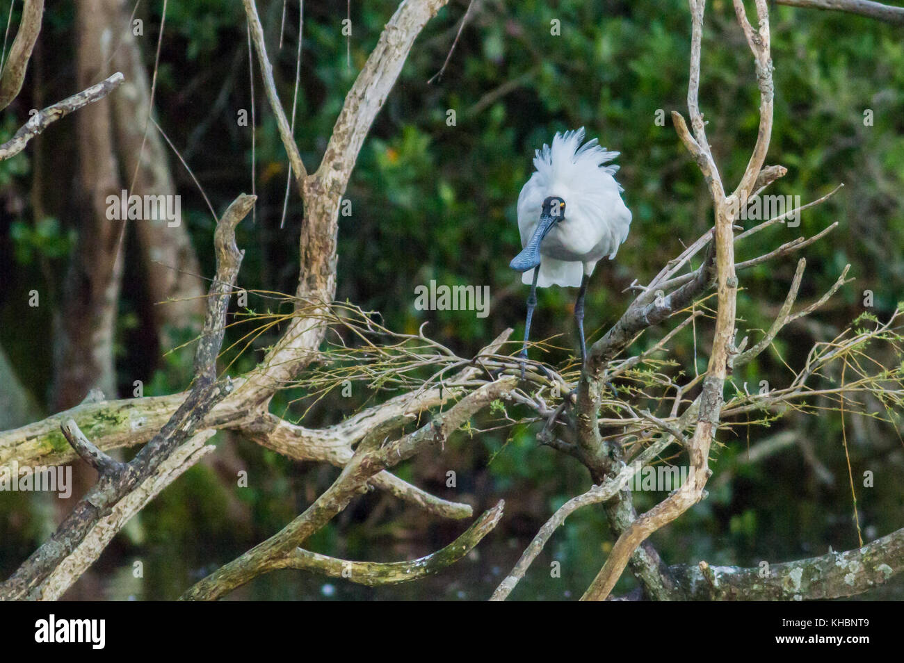 Royal Löffler Vogel auf einem Baum Stockfoto