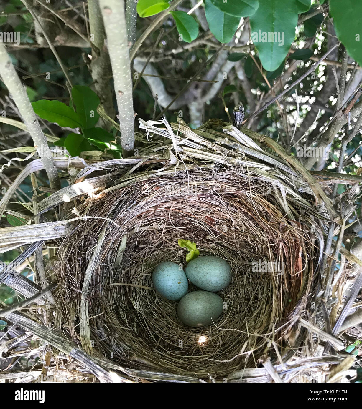 Mit drei blauen Vogel eier Nest Stockfoto