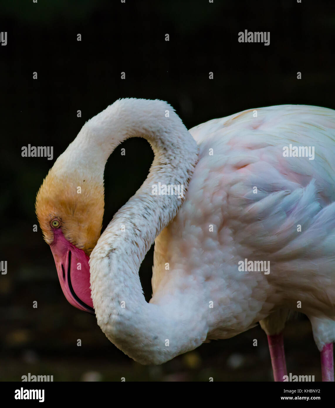 Flamingo mit Blick nach unten mit schwarzem Hintergrund Stockfoto