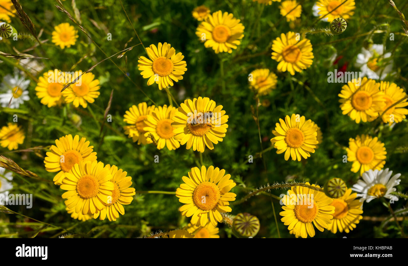 Florale Wespe/Biene bestäubt Gänseblümchen im südlichen Schweden Stockfoto