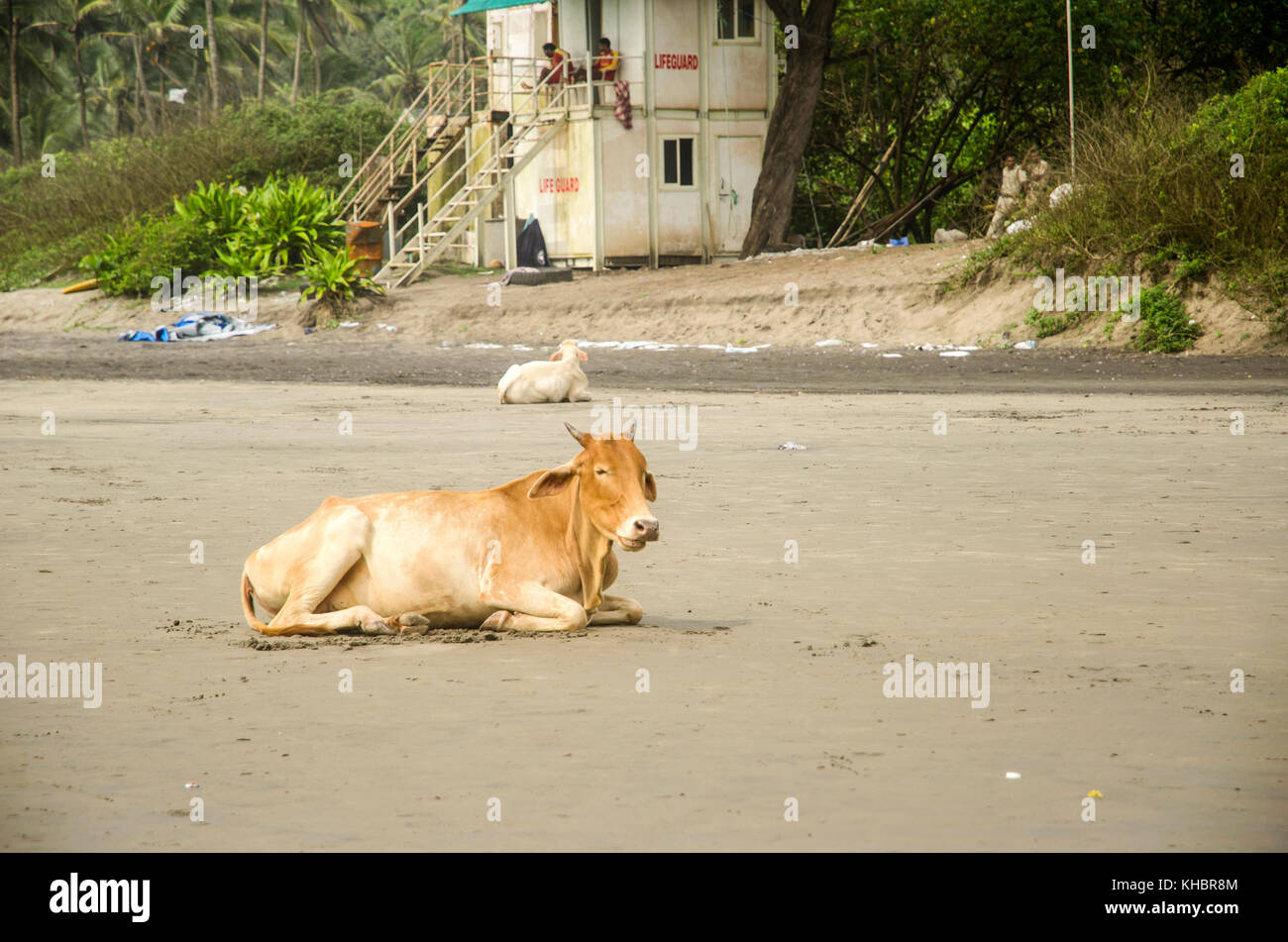 Kühe am Strand in Vagator, Goa, Indien Stockfoto