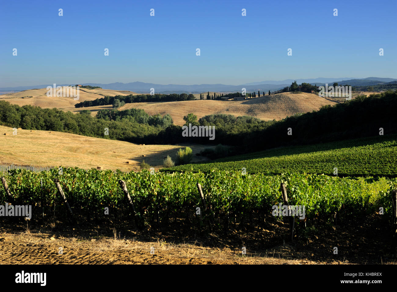 Italien, Toskana, Crete Senesi, Trequanda, Weinberge Stockfoto
