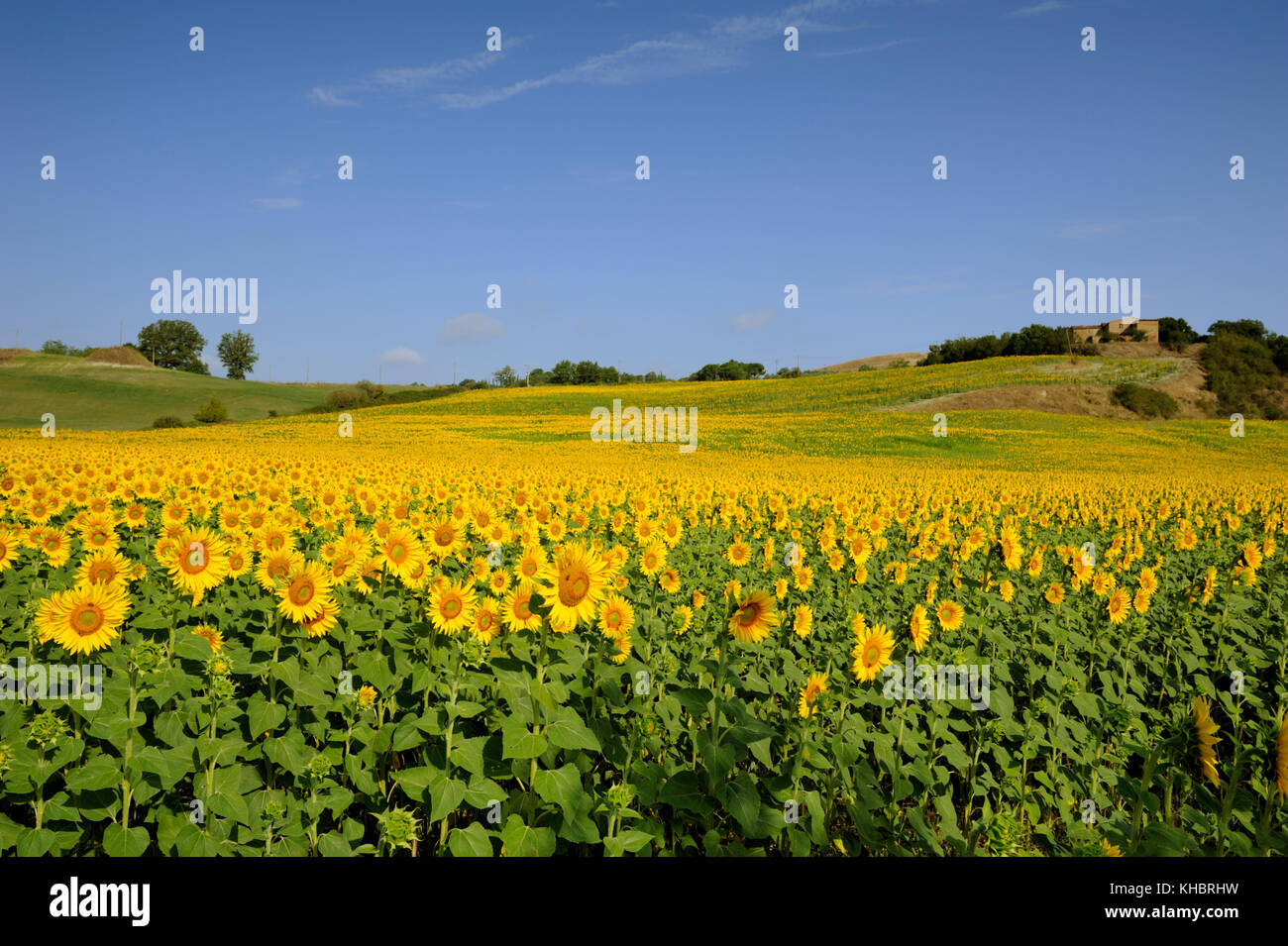 Italien, Toskana, Landschaft, Sonnenblumenfelder Stockfoto