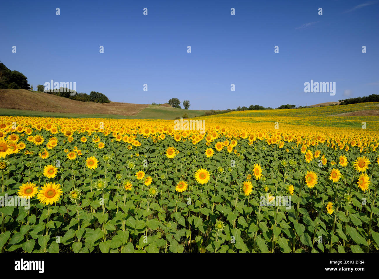 Italien, Toskana, Landschaft, Sonnenblumen Felder Stockfoto