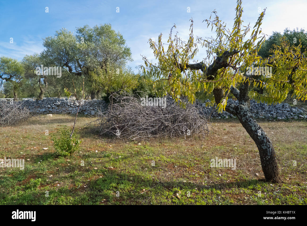 Olivenbaum und Mandelbaum in der Landschaft ein sonniger Morgen im Herbst  in Apulien Land Stockfotografie - Alamy