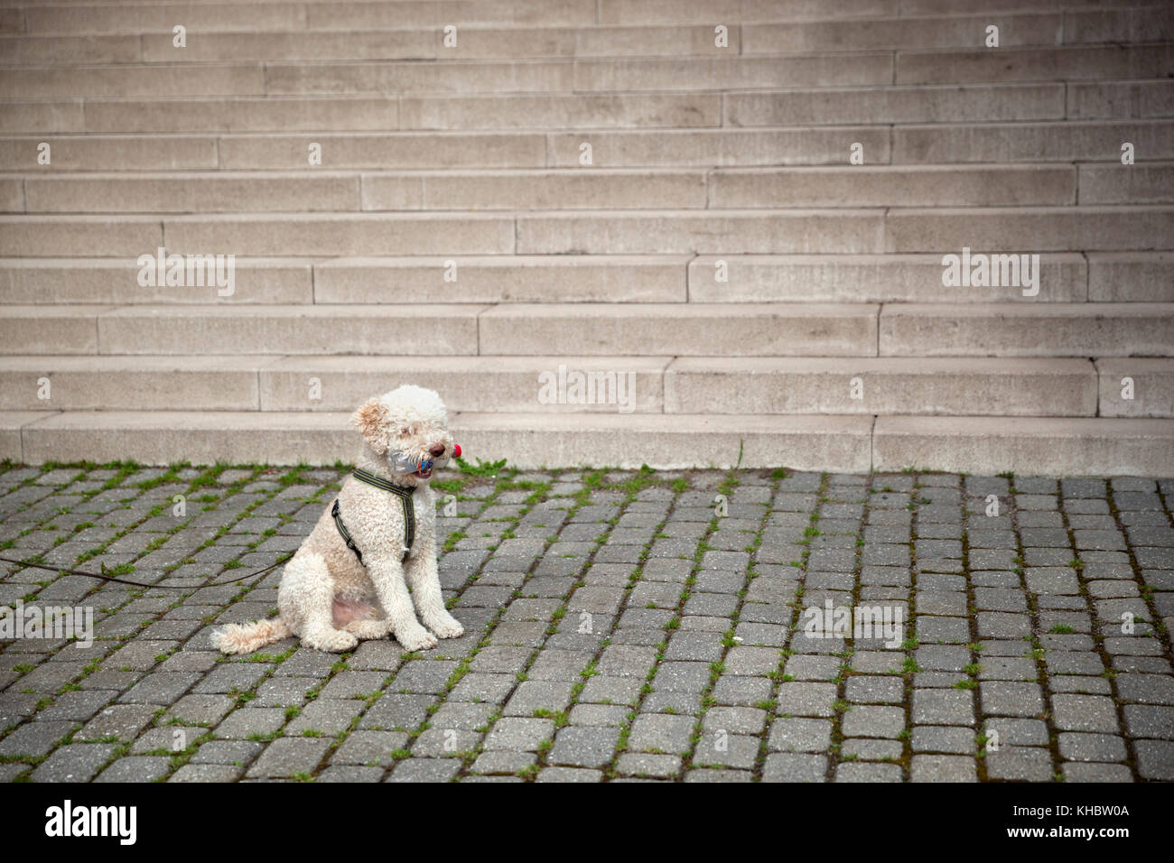 Sie sitzen cute Cockapoo Hunderasse tragen den Kabelbaum und die leere Flasche in den Mund für Eigentümer am Fuß der Treppe wartet Stockfoto