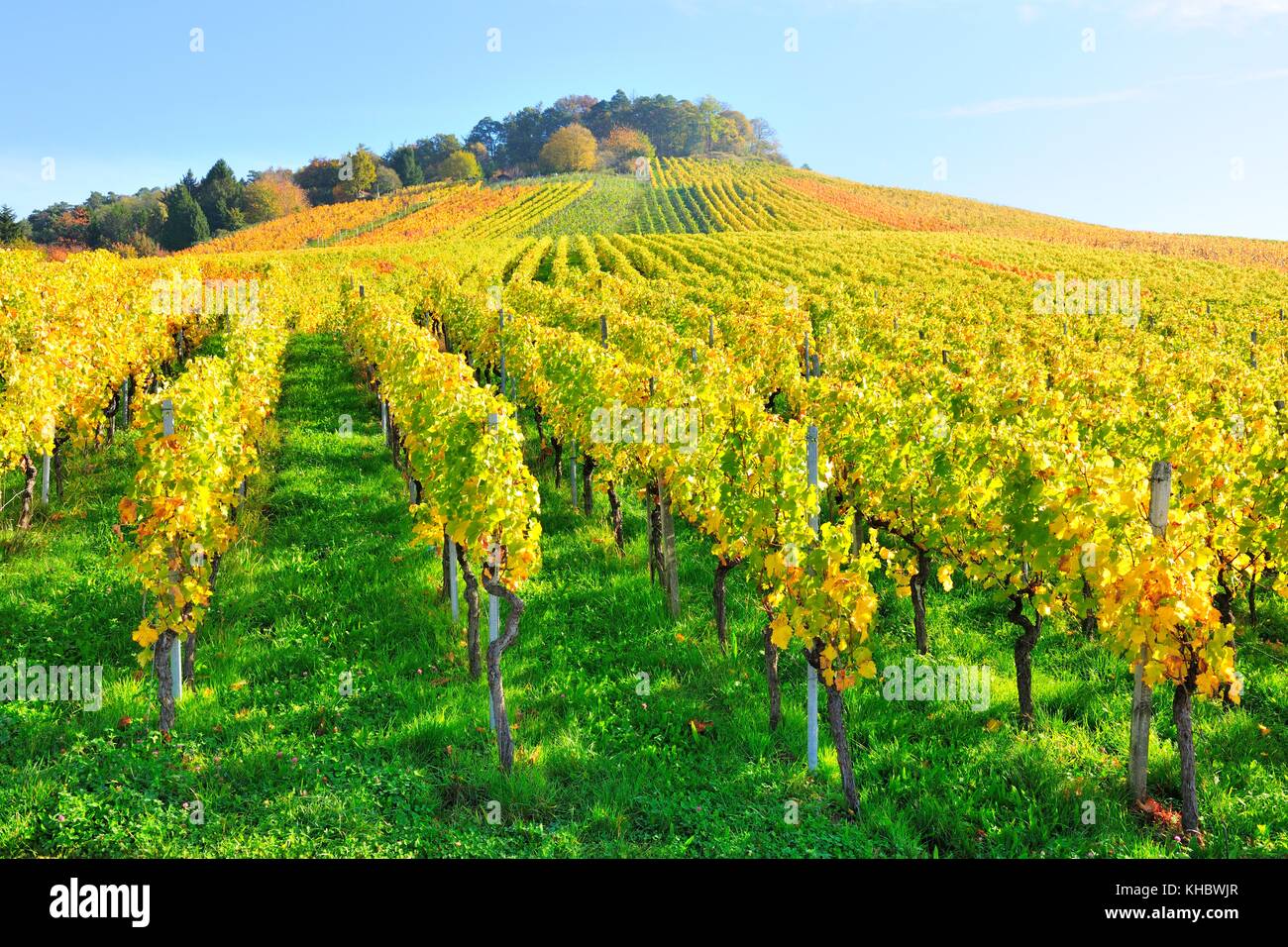 Weinberge im Herbst, bei Korb, Rems-Murr, Baden-Württemberg, Deutschland Stockfoto