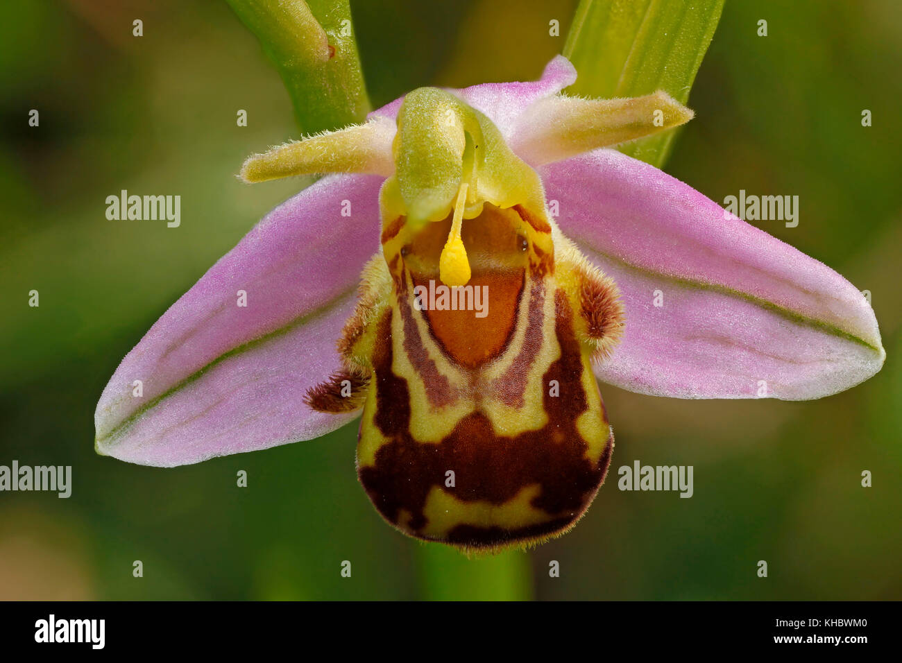 Bienen-ragwurz (Ophrys apifera), Detail, Hessen, Deutschland Stockfoto