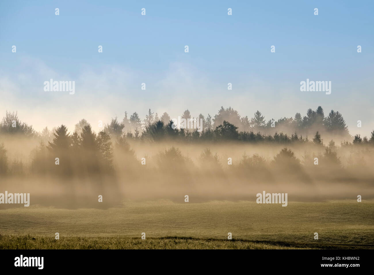 Die Sonnenstrahlen scheinen durch Wald im Morgennebel, Reichersbeuern, Tölzer Land, Oberbayern, Bayern, Deutschland Stockfoto