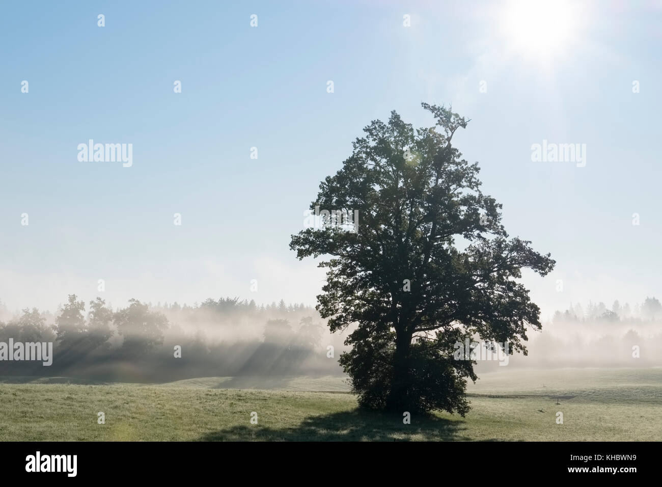 Baum im Gegenlicht, Sonne scheint durch Morgennebel, Reichersbeuern, Tölzer Land, Oberbayern, Bayern, Deutschland Stockfoto