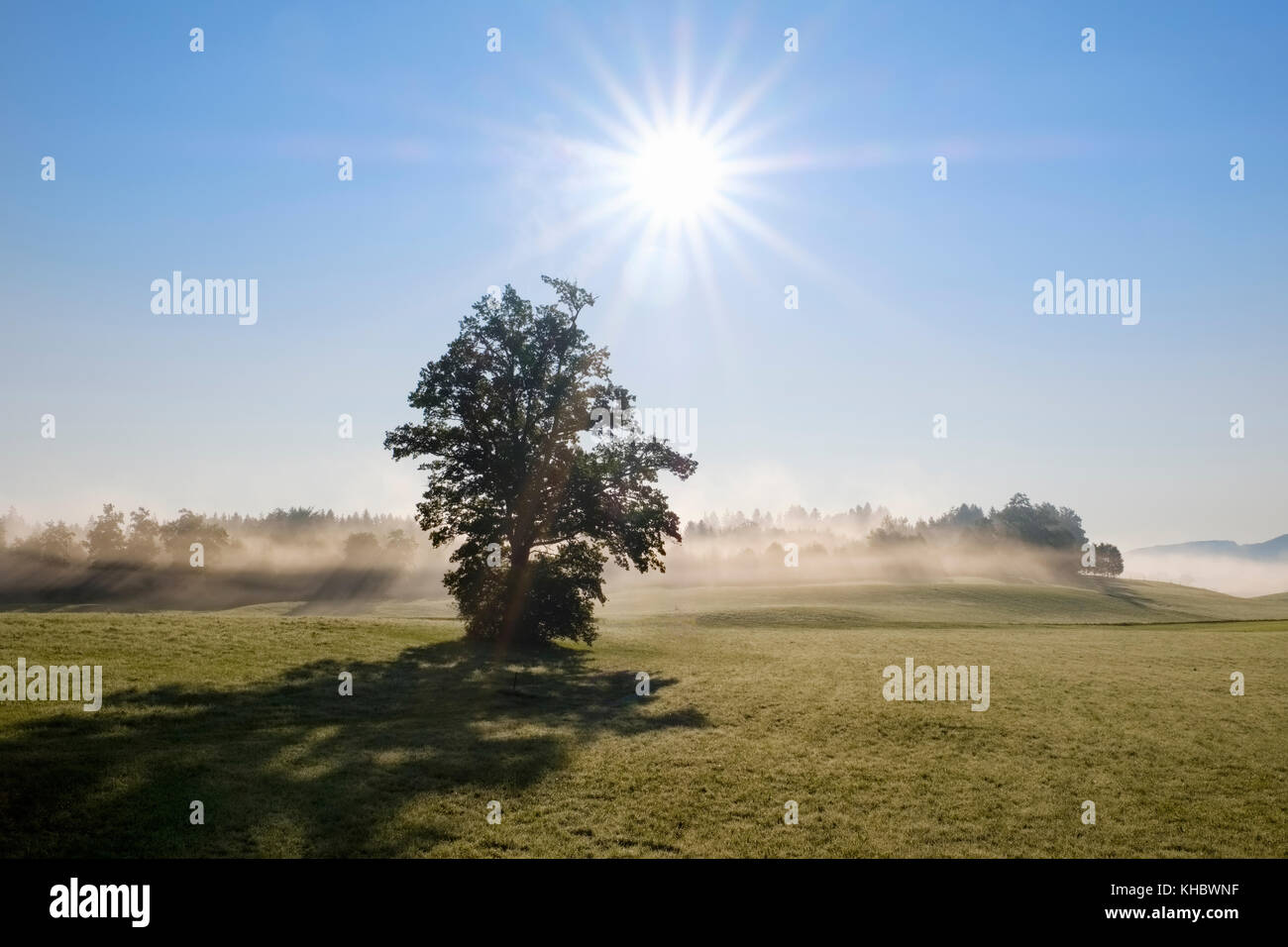 Baum im Gegenlicht, Sonne scheint durch Morgennebel, Reichersbeuern, Tölzer Land, Oberbayern, Bayern, Deutschland Stockfoto