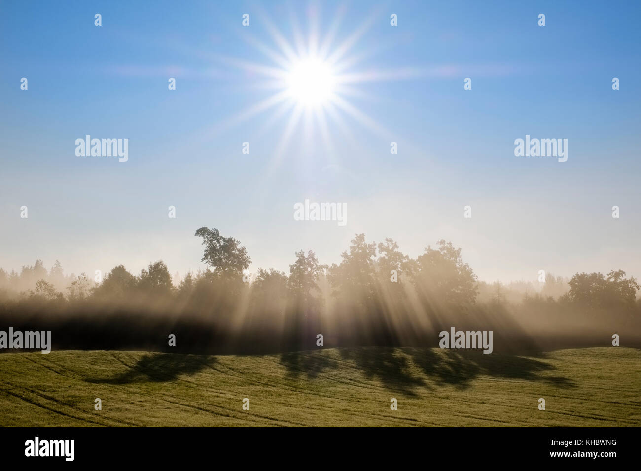 Die Sonnenstrahlen scheinen durch Bäume im Morgennebel, Sonnenschein Stern, Reichersbeuern, Tölzer Land, Oberbayern, Bayern Stockfoto