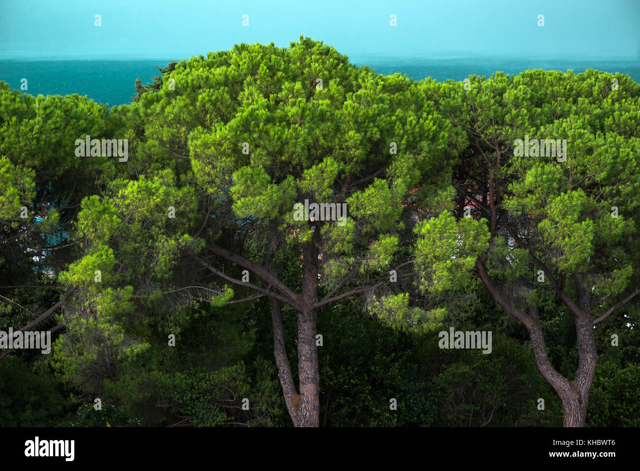 Immergrüne Bäume am Meer an bewölkten bewölkten Tag vor dem Regen Stockfoto
