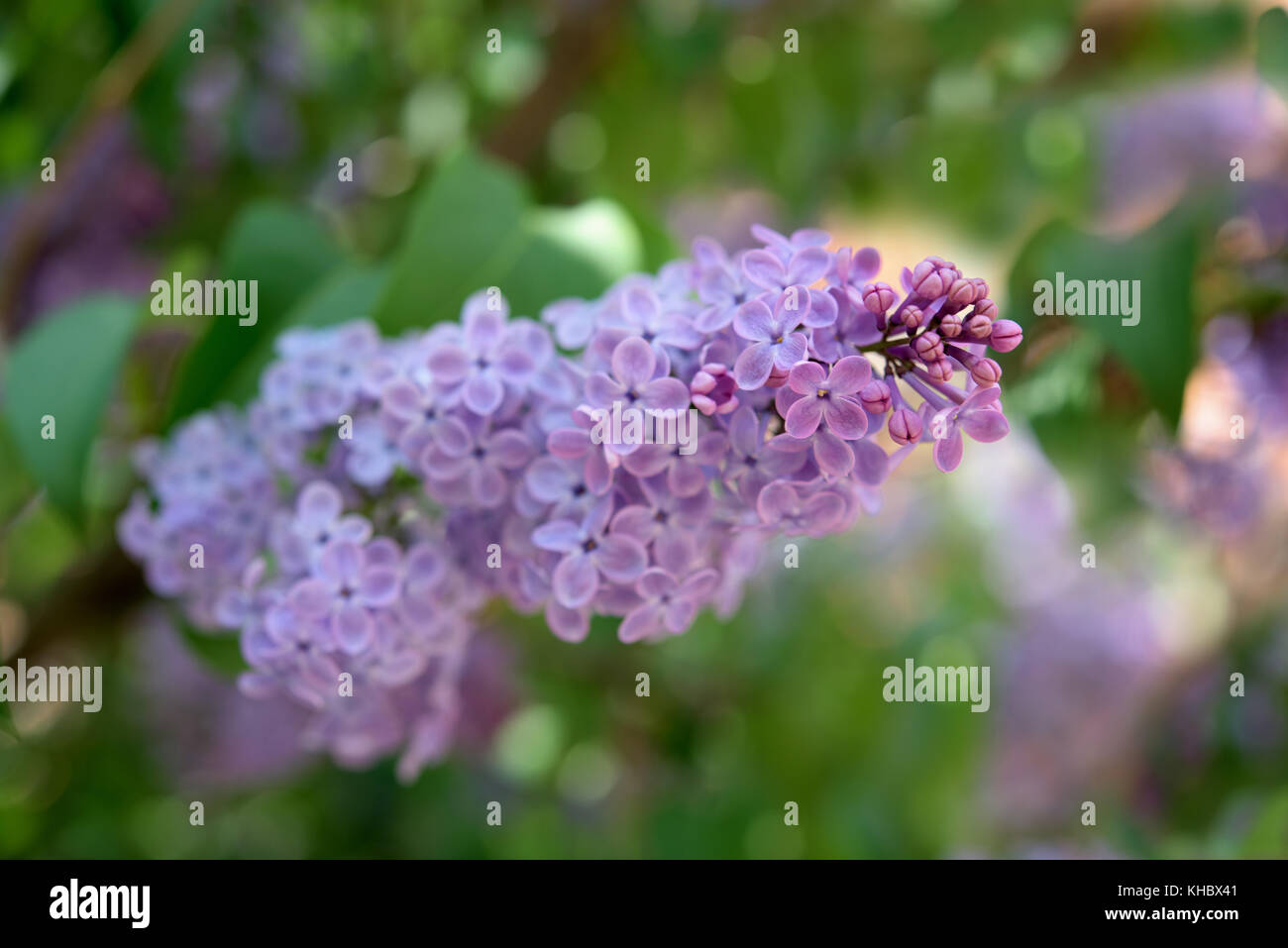 Teil der fliederbusch - Blüte und Blätter Stockfoto