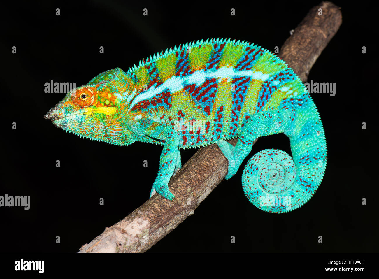 Panther chameleon (Furcifer pardalis) männlich, ambanja, Nordwesten Madagaskar, Madagaskar Stockfoto