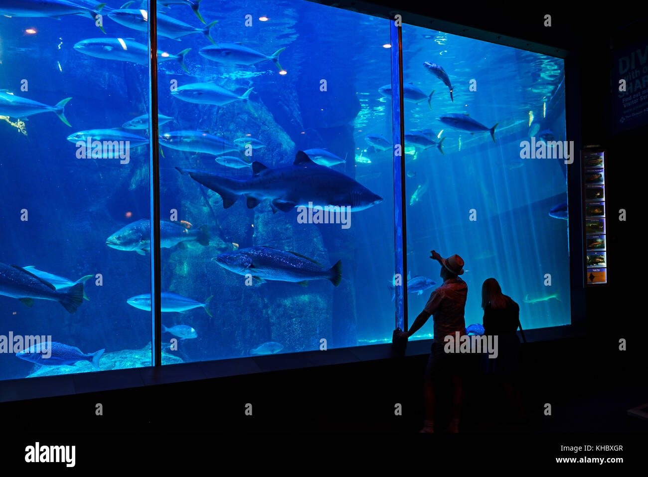Großen Haifischbecken, Two Oceans Aquarium, Kapstadt, Westkap, Südafrika Stockfoto
