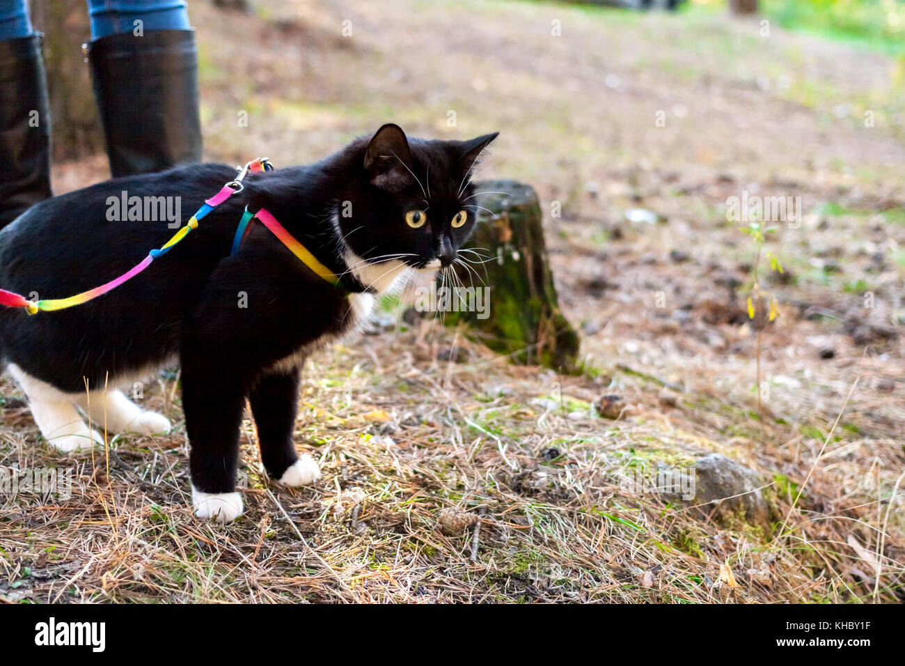 Schwarz-weiße Katze ist zu Fuß auf den Kabelbaum am Rande von Wald im Sommer Tag. Stockfoto