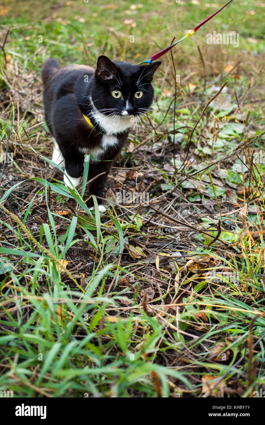 Schwarz-weiße Katze ist zu Fuß auf den Kabelbaum auf Gras im Sommer Tag. Stockfoto