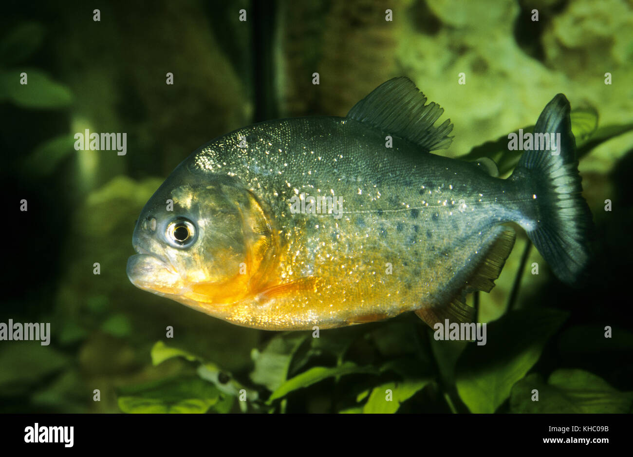 Roter Piranha, Piranja, Piranhas, Piranjas, Natterers Sägesalmler, Serrasalmus nattereri, Pygocentrus nattereri, Rooseveltiella nattereri, konvexer Kopf Stockfoto
