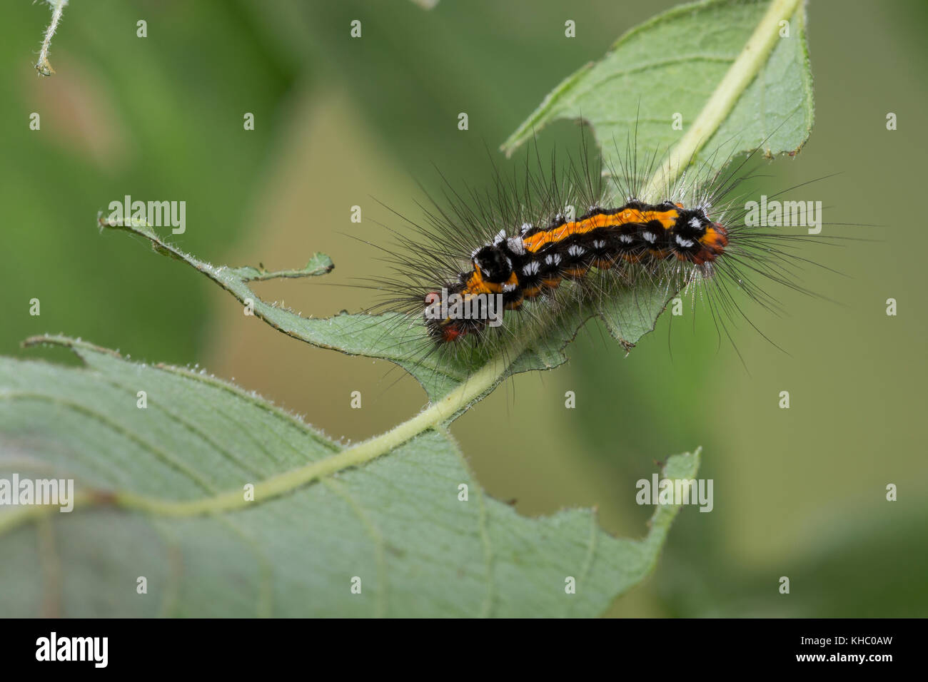 Schwan, Raupe frisst an Salweide, Euproctis similis, Porthesia similis, Sphrageidus similis, Gelbschwanz, Goldschwanz, Goldschwanz Moth, Schwanenmaus, Caterpi Stockfoto