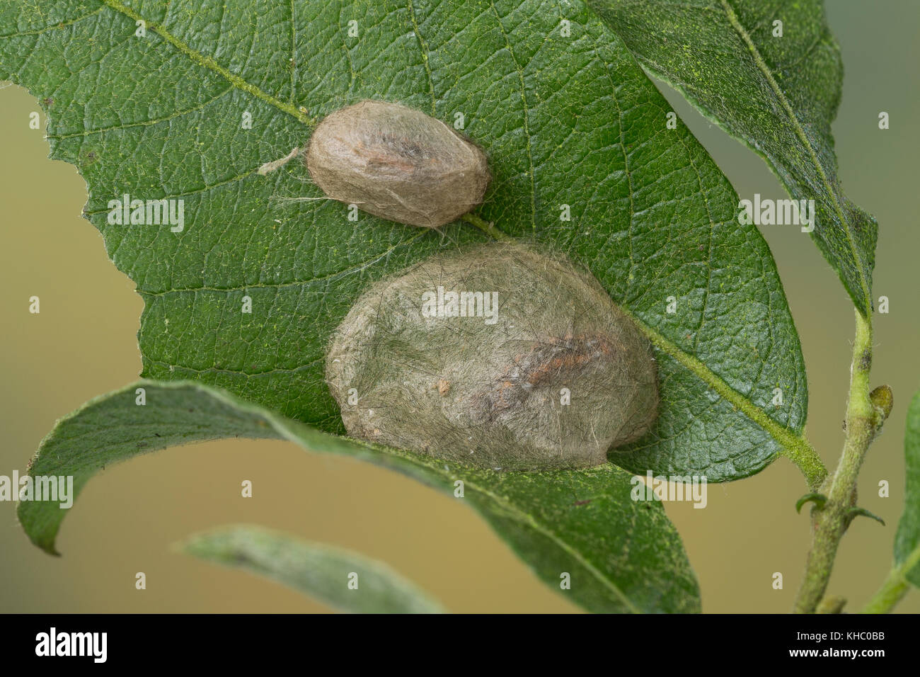 Schwan, Puppe, Puppenkokon, Kokon, Euproctis similis, Porthesia similis, Sphrageidus similis, Gelbstohr, Goldschwanz, GoldschwanzMoth, Schwanenmaus, Puppe, Stockfoto