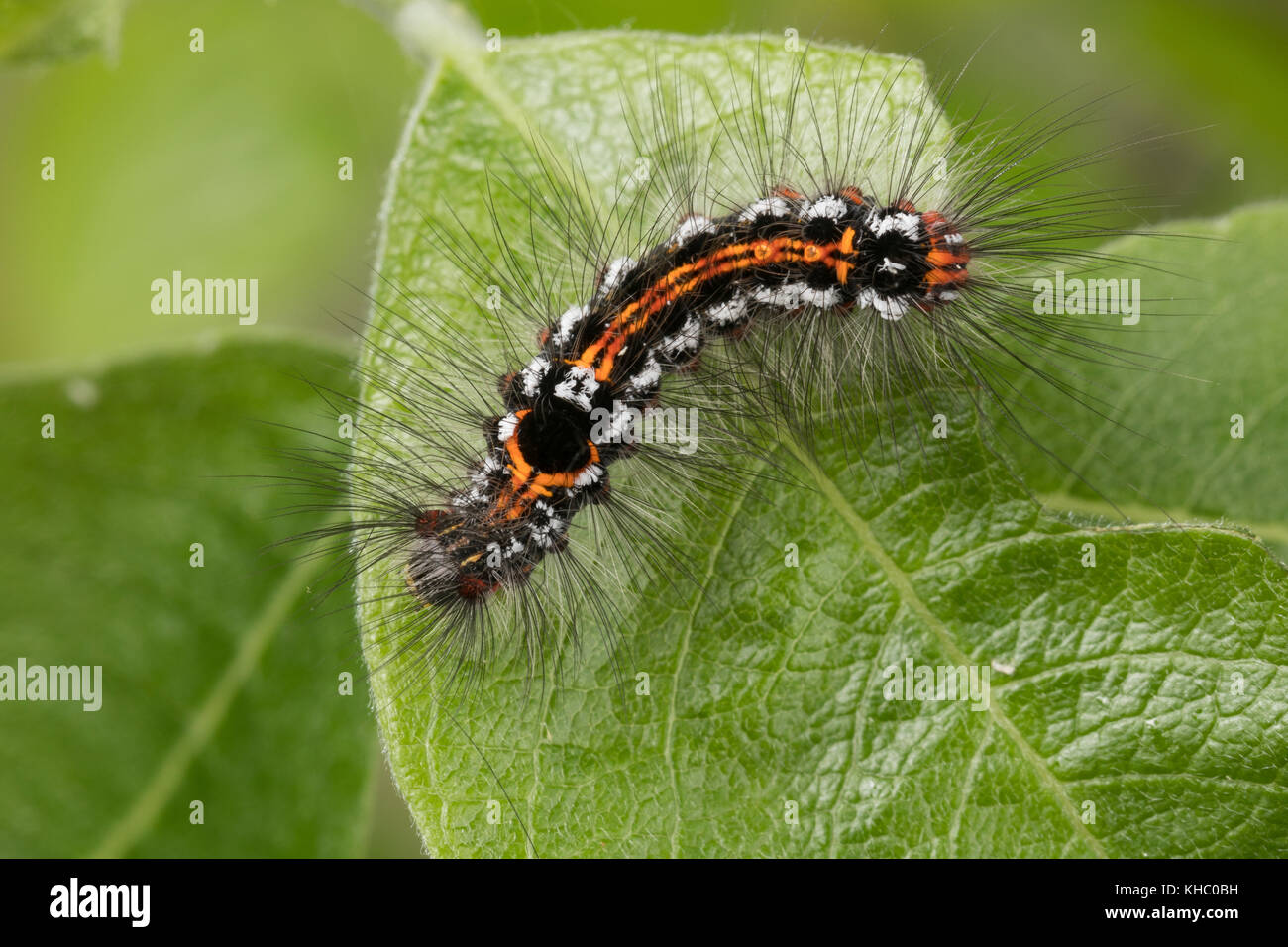 Schwan, Raupe frisst an Salweide, Euproctis similis, Porthesia similis, Sphrageidus similis, Gelbschwanz, Goldschwanz, Goldschwanz Moth, Schwanenmaus, Caterpi Stockfoto