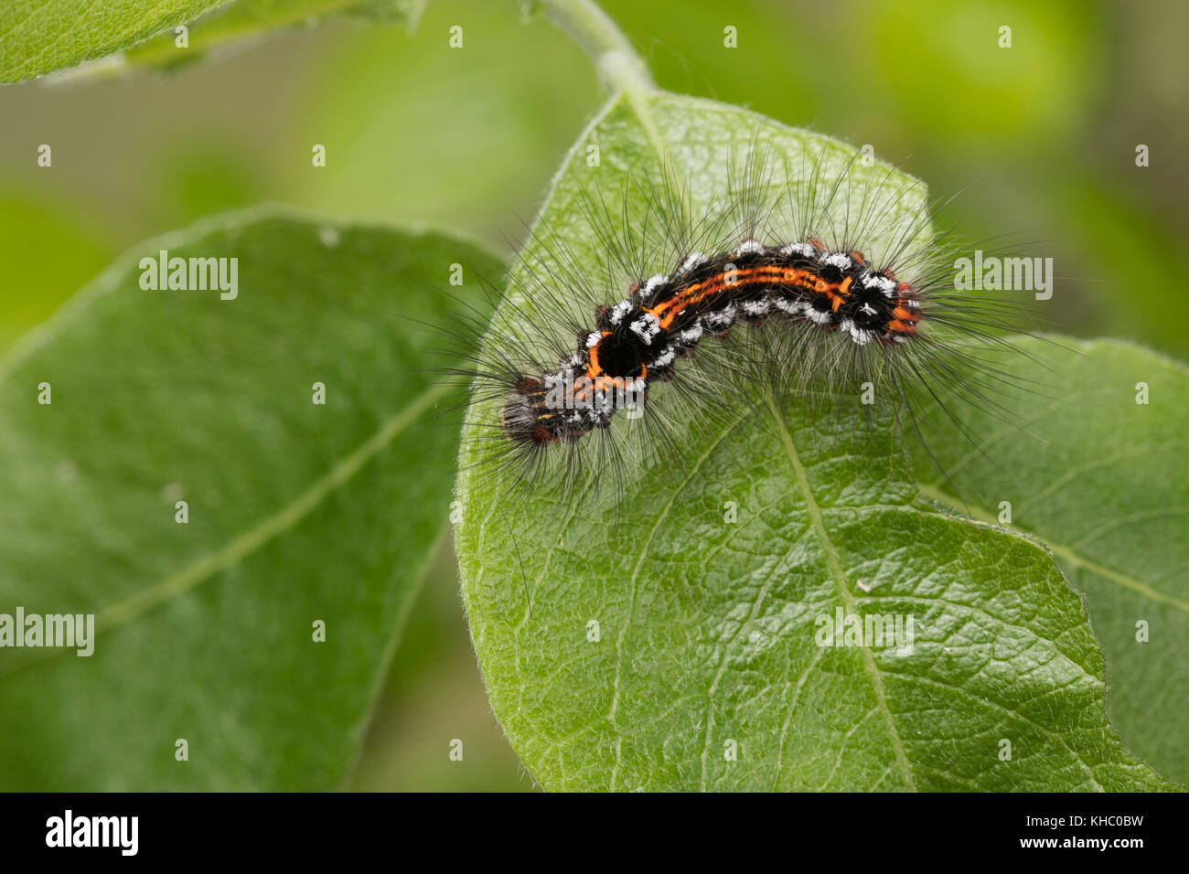 Schwan, Raupe frisst an Salweide, Euproctis similis, Porthesia similis, Sphrageidus similis, Gelbschwanz, Goldschwanz, Goldschwanz Moth, Schwanenmaus, Caterpi Stockfoto