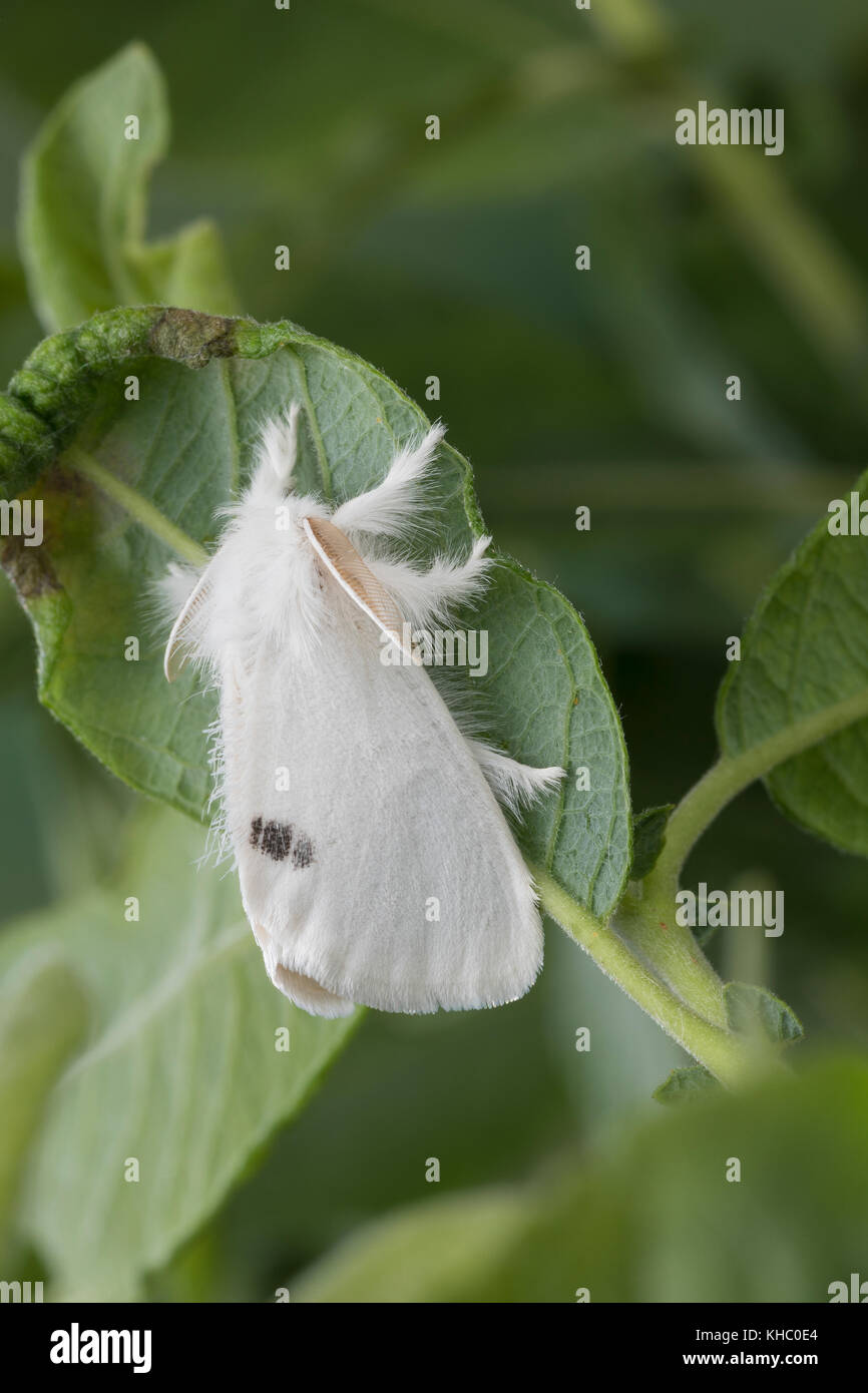 Schwan, Euproctis similis, Porthesia similis, Sphrageidus similis, Gelbschwanz, Goldschwanz, Goldschwanz Moth, Schwanenmaus, le cul doré, le cul-doré, Trägspi Stockfoto