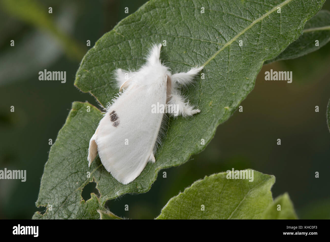 Schwan, Euproctis similis, Porthesia similis, Sphrageidus similis, Gelbschwanz, Goldschwanz, Goldschwanz Moth, Schwanenmaus, le cul doré, le cul-doré, Trägspi Stockfoto