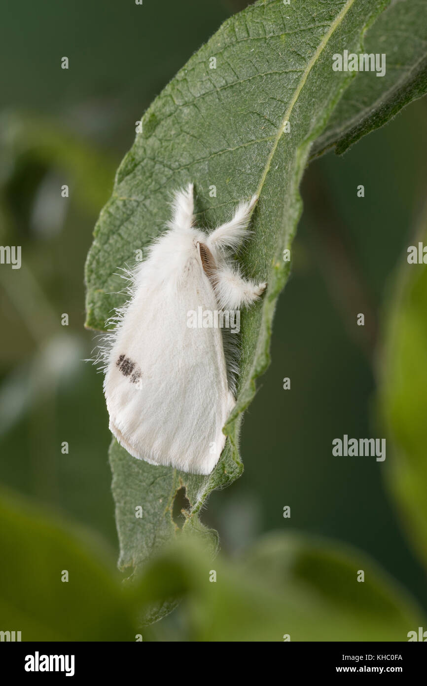 Schwan, Euproctis similis, Porthesia similis, Sphrageidus similis, Gelbschwanz, Goldschwanz, Goldschwanz Moth, Schwanenmaus, le cul doré, le cul-doré, Trägspi Stockfoto