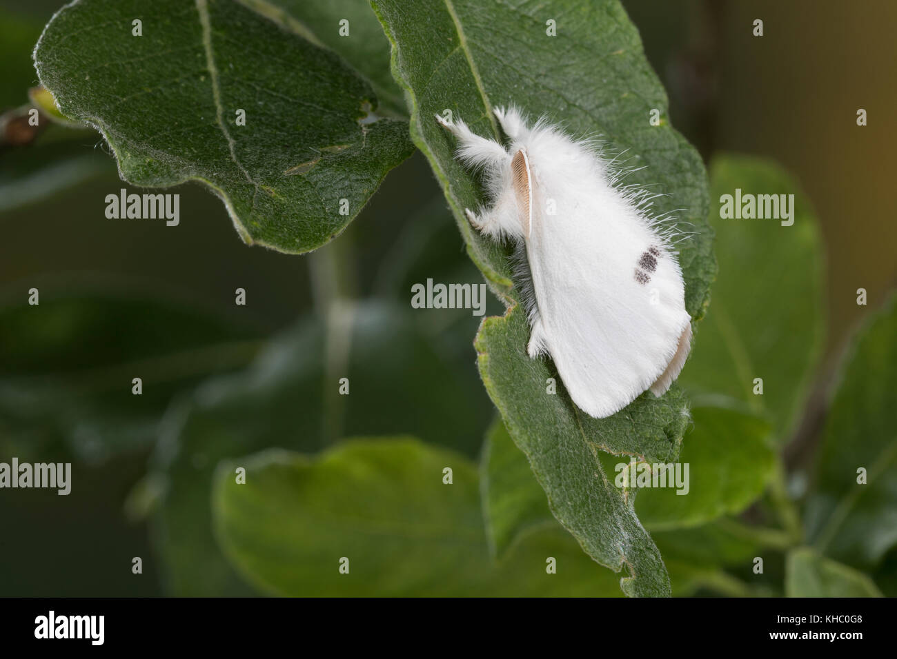 Schwan, Euproctis similis, Porthesia similis, Sphrageidus similis, Gelbschwanz, Goldschwanz, Goldschwanz Moth, Schwanenmaus, le cul doré, le cul-doré, Trägspi Stockfoto