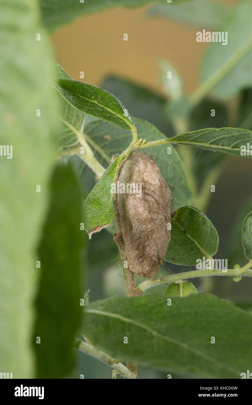 Schwan, Puppe, Puppenkokon, Kokon, Euproctis similis, Porthesia similis, Sphrageidus similis, Gelbstohr, Goldschwanz, GoldschwanzMoth, Schwanenmaus, Puppe, Stockfoto