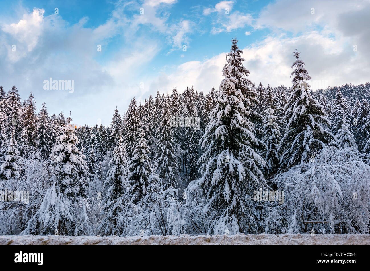 Schnee bedeckt Wald im Winter fichte Natur Landschaft mit herrlichen Abendhimmel Stockfoto