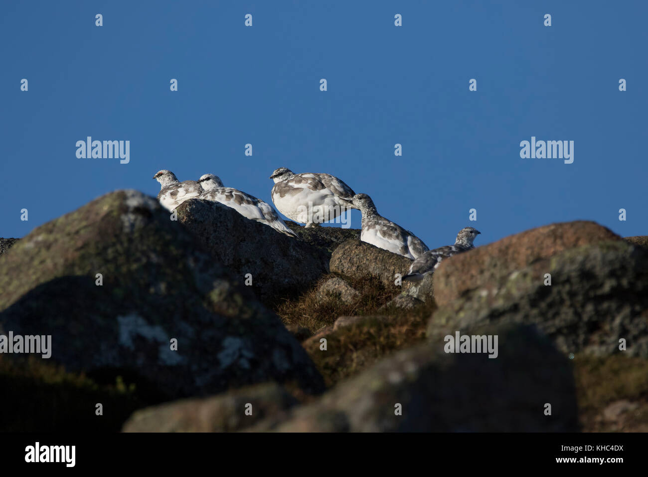 Ptarmigan (Rock, Lagopus muta) auf einem Schottischen Berg in die Cairngorm National Park im Winter, Sommer und Herbst. Stockfoto