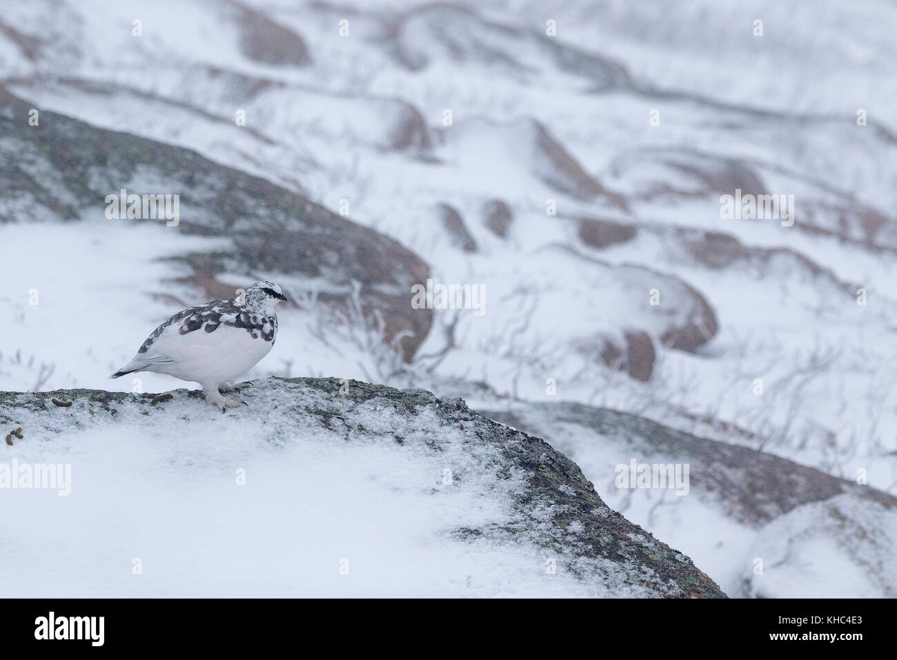 Ptarmigan (Rock, Lagopus muta) auf einem Schottischen Berg in die Cairngorm National Park im Winter, Sommer und Herbst. Stockfoto