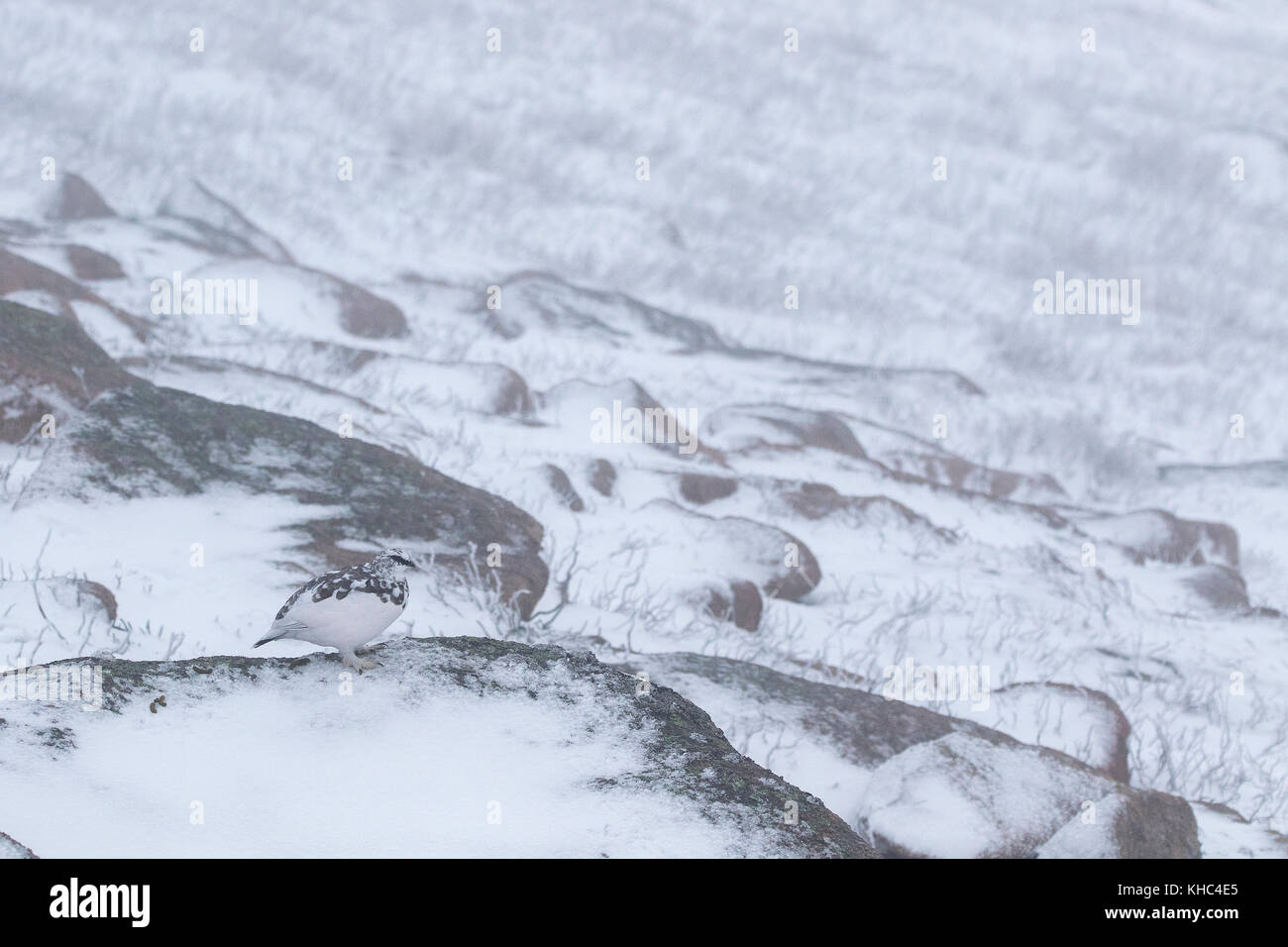 Ptarmigan (Rock, Lagopus muta) auf einem Schottischen Berg in die Cairngorm National Park im Winter, Sommer und Herbst. Stockfoto