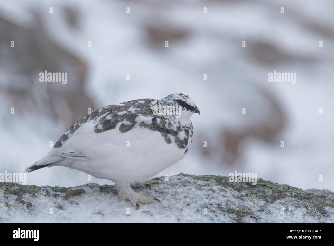 Ptarmigan (Rock, Lagopus muta) auf einem Schottischen Berg in die Cairngorm National Park im Winter, Sommer und Herbst. Stockfoto