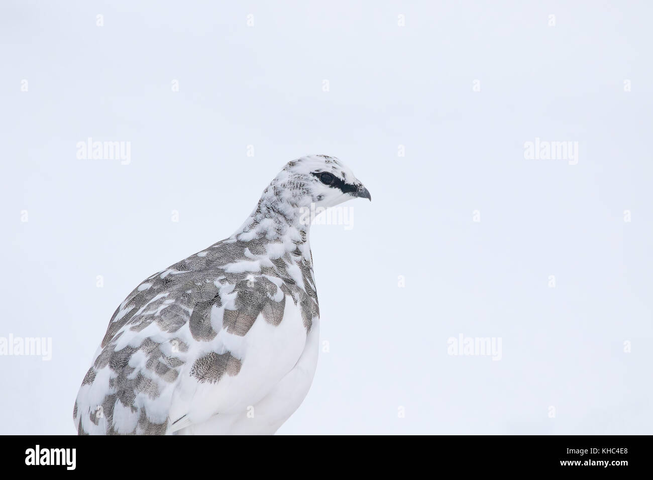 Ptarmigan (Rock, Lagopus muta) auf einem Schottischen Berg in die Cairngorm National Park im Winter, Sommer und Herbst. Stockfoto