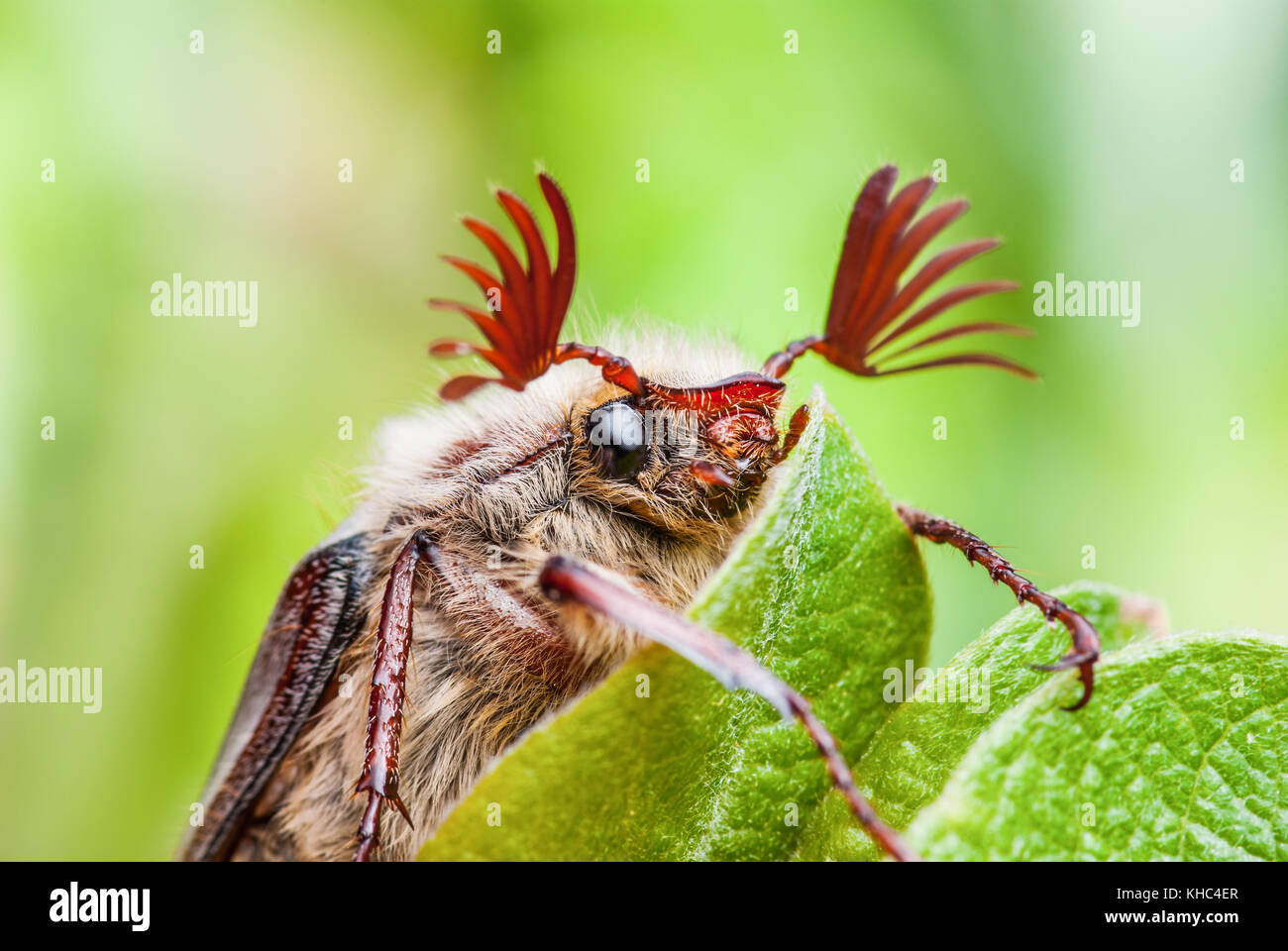 Maikäfer melolontha kann Beetle Bug Insekt auf Blatt Makro Stockfoto